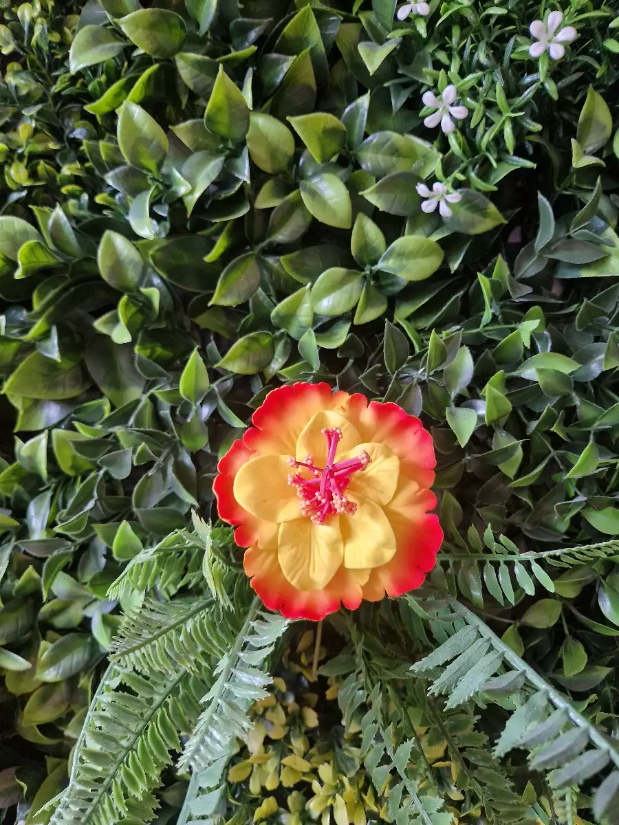 Fleurs d’hibiscus double