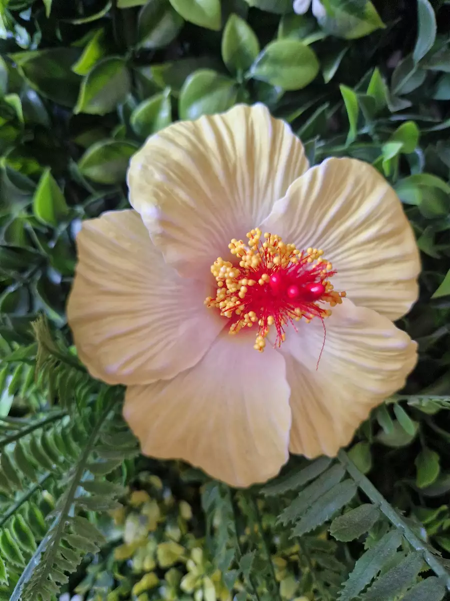 Hibiscus moyenne 8cm