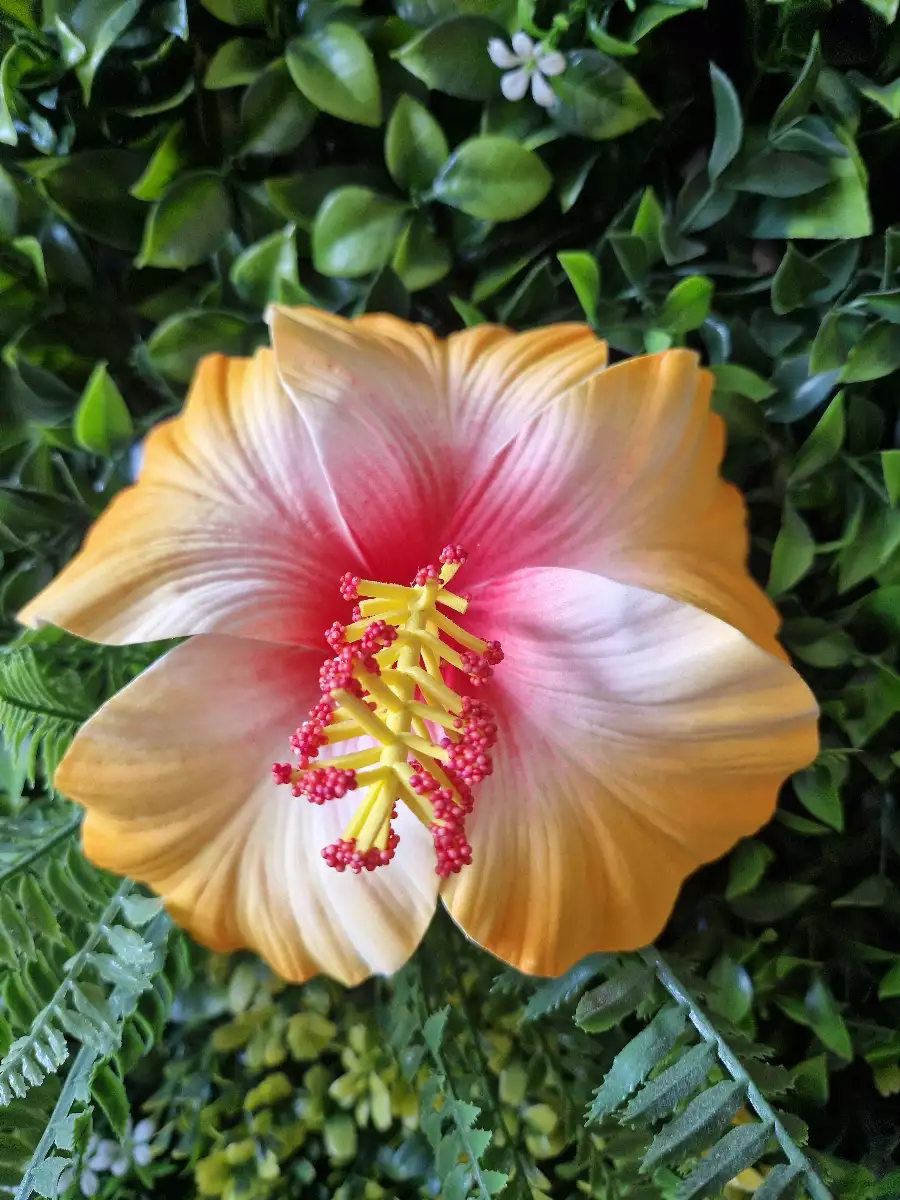 Hibiscus grande taille 10 cm