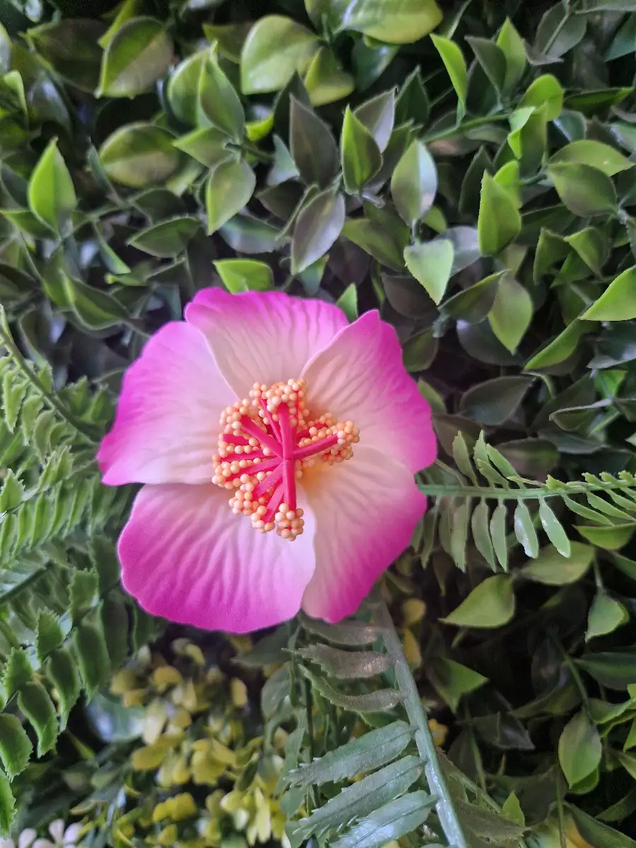 Fleurs d’hibiscus simple