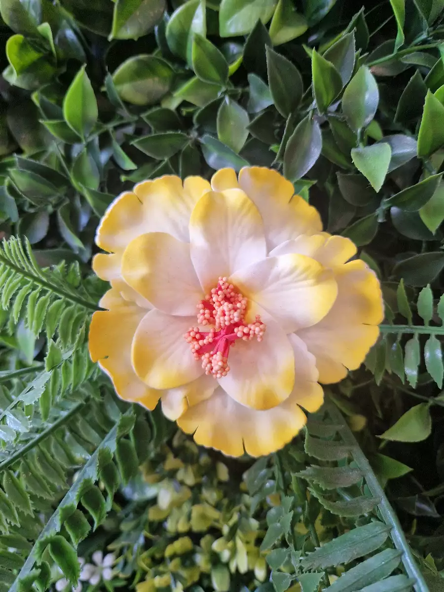 Fleurs d’hibiscus double